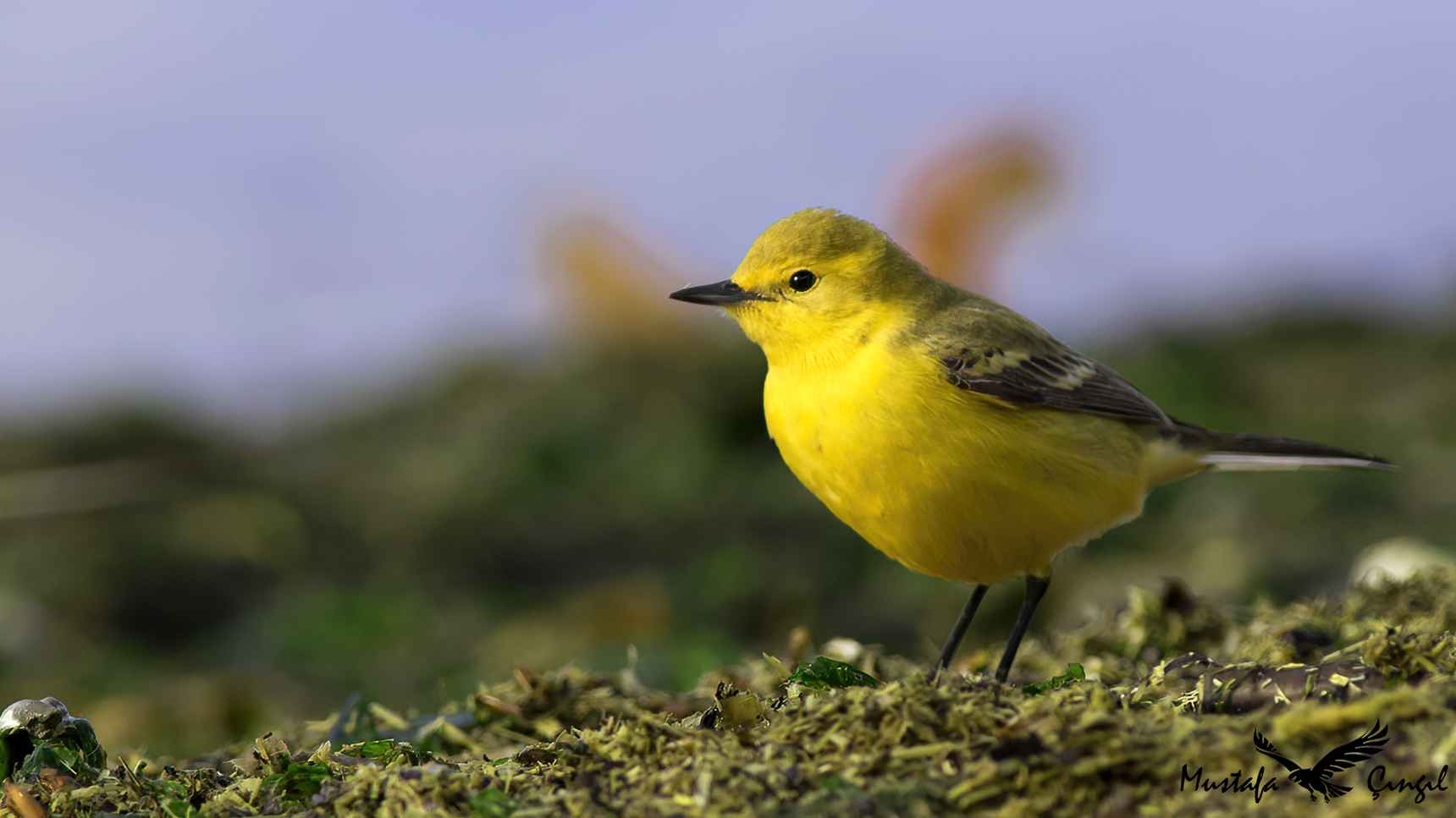 Citrine Wagtail